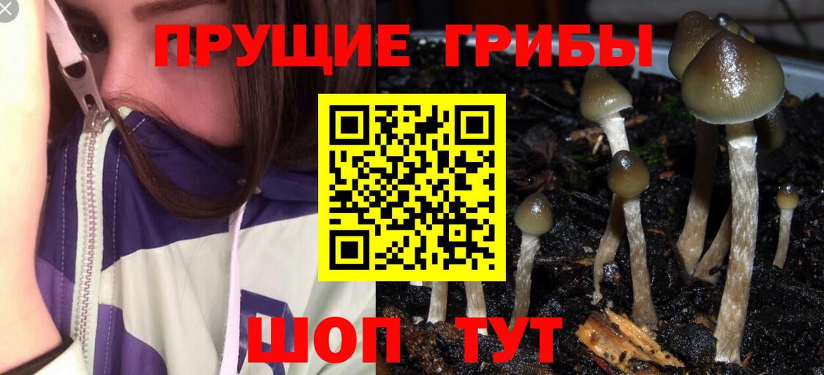 хочу наркоту  Галлюциногенные грибы Psilocybe  Вязники  Вход с VPN  Псилоцибиновые грибы Psilocybine cubensis 
